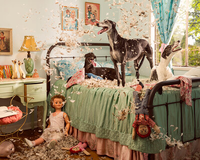 Holly Andres - Cats & Dogs 