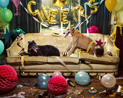 Holly Andres - Cats & Dogs 